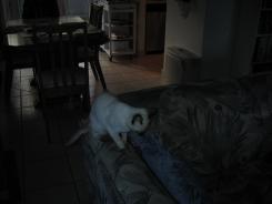 more kittens